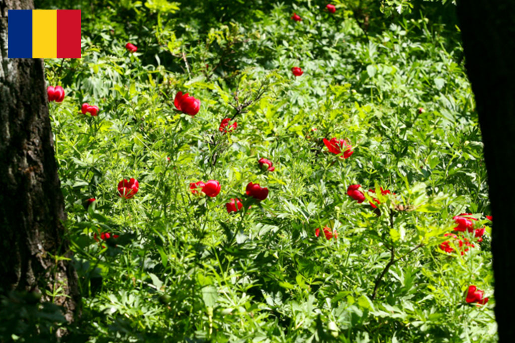 Nature and sport in Olt County